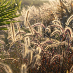Mediterranean garden, sea grass