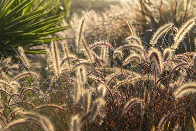 Mediterranean garden, sea grass