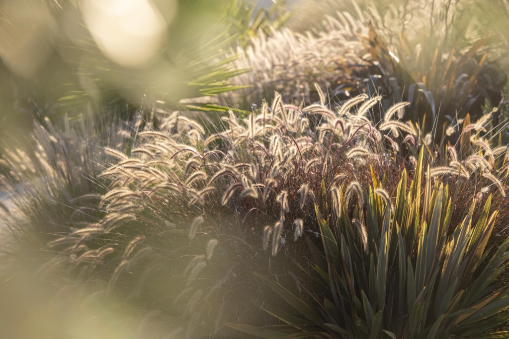 Mediterranean garden, seagrass backlit by setting sun