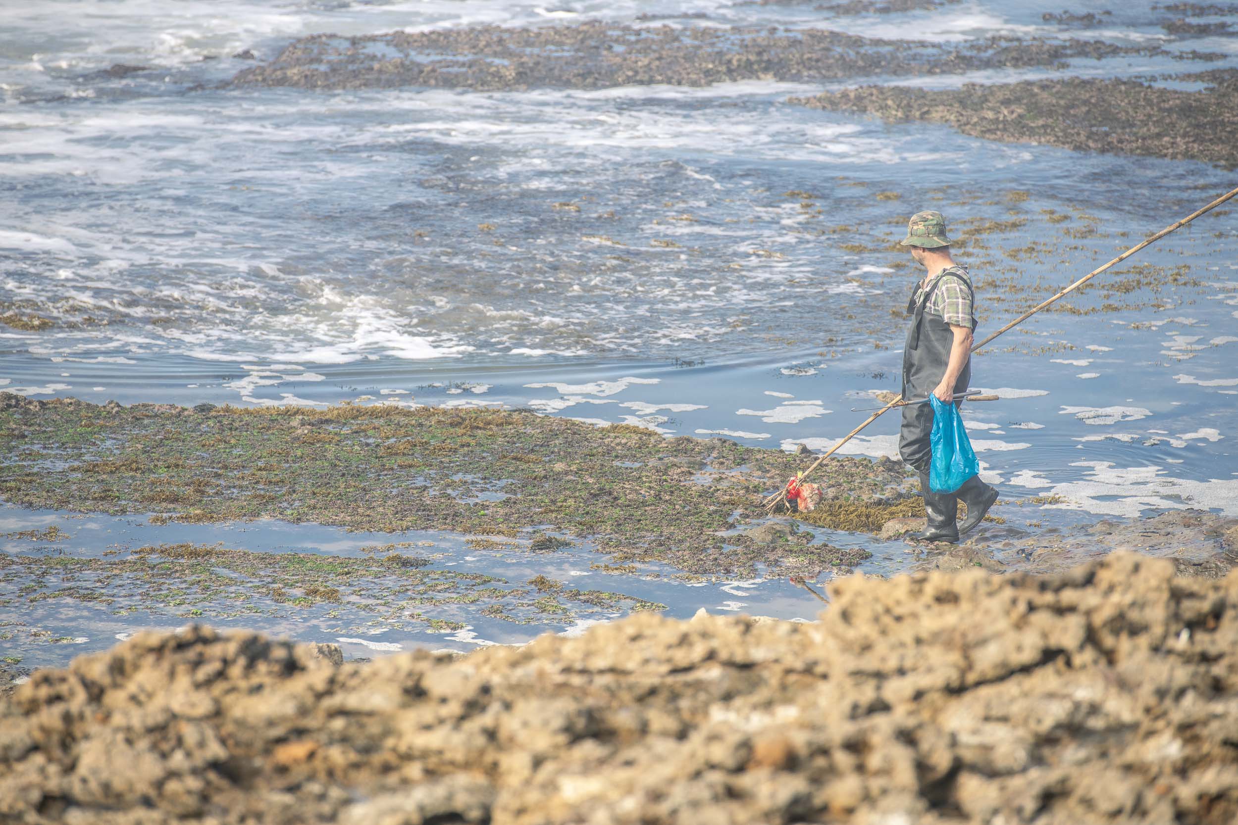 Local fisherman hunting for octopus hiding in the rock pools at low tide